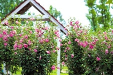 움찬세종과 함께하는 나라꽃 무궁화 의매력속으로