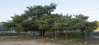 「식물로 보는 한국사 이야기」일제에 맞선 부자 소나무 석송령