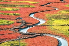 신안 증도로 갯벌 단풍놀이 갈까