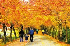 서울시 서울 단풍길 110선 발표