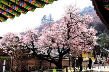 절개의 꽃 매화··· 새봄 알리러 왔어요