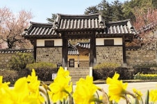 추사고택에 찾아온 봄