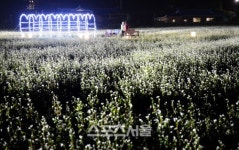 메밀꽃 핀 무렵 문학과 자연의 봉평 가을여행