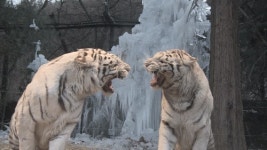 SBS TV동물농장  700회 돌파! MC 신동엽 1000회 욕심 생긴다!