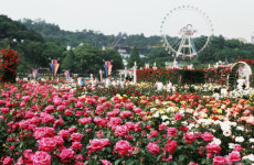 올해 서른살 에버랜드 장미축제, 100만 송이의 아름다움을 맛볼 기회