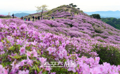 [SS화보] 철쭉 이불 덮은 황매산, 꽃향기로 매혹하다
