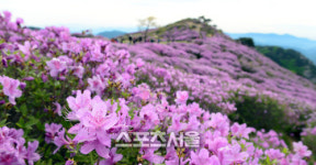 [SS화보] 철쭉 이불 덮은 황매산, 꽃향기로 매혹하다
