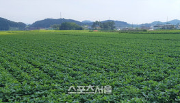 장성군, 농식품부 주관 제1회 국산콩 우수 생산단지 선정