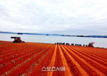 무안군, 청정 황토밭에서 자란 ‘무안 고구마’ 지리적표시 등록 추진