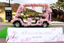 여주 신라CC 벚꽃 포토존 설치, 봄꽃 라운딩 명소 부각