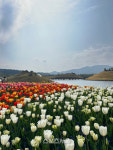 순천시, 순천만국가정원에서 봄꽃과 함께 힐링하세요