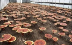 괴물 영지버섯 발견, 성인 남성 8명이 들어야 하는 무게 입이 쩍