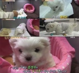 음식물 쓰레기통에 버려진 강아지 시월이, 건강 회복돼