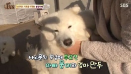 사모예드 뭉이는 왜 새끼들을 외면할까?