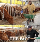 안성 소 구제역 비상! 2011년 악몽 재현되나?