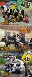 [TF포커스] 동물 예능 애니멀즈, 꺼져가는 일밤 불씨 될까