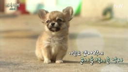 장모치와와, 분양 받으려면 어떻게 해야 하나