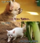 삼시세끼 벌이-산체, 예능계 동물농장?