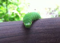 아이쉐아이아 뜻…캐나다 산봉우리 이름서 유래해