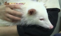 알비노 증후군, 야생에서 수명 짧은 이유는?