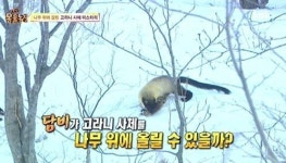 담비 주목! 멸종 위기 야생동물 지리산에 있다
