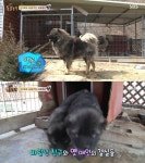 동물농장에서 벌어진 사랑과 전쟁? 내 여자 친구 돌려놔!