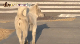 동물농장 괴물 백구? 숨겨진 가슴 아픈 사연