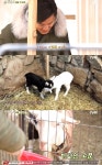 삼시세끼 이서진 작명 센스 대박…염소 새끼는 펄과 다이아
