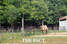 [TF사진관] 멀리하지 마세요~ 음성판정 된 낙타랍니다