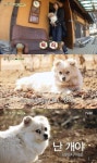 [정진영의 펜질팬질] 개엄마는 알지, 삼시세끼의 치명적 매력
