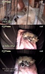 삼시세끼 밍키, 고통 끝 엄마 됐다…생명의 신비 뭉클