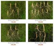 강원 삼마을 ‘산양산삼’ 추석상품 출시 눈길