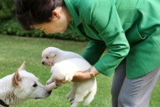 박 대통령 강아지 5마리, 평화·통일·금강·한라·백두로 정했다