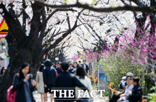 [TF포토] 교통통제 풀린 윤중로, 곧 벚꽃 엔딩