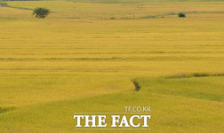 [TF포토] 무르익은 가을, 황금물결 이루는 고향의 들녘