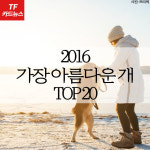  [TF카드뉴스] 세상에서 가장 아름다운 개 TOP 20