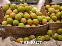 [TF포토] 신세계, 당도 높은 대저 토마토 할인 판매