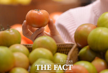 [TF포토] 신세계, 당도 높은 대저 토마토 할인 판매