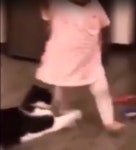  [TF영상] 아기 넘어뜨린 고양이 태클! 냥아치라 불릴 만하네
