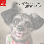  [TF카드뉴스] 유기견에서 퍼스트도그로…토리의 스토리