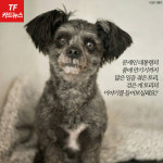  [TF카드뉴스] 유기견에서 퍼스트도그로…토리의 스토리