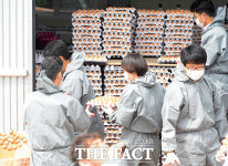 [TF사진관] 살충제 달걀 파동…닭도 사람도 고통스럽다