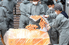 [TF비즈토크] 살충제 달걀 파문! 농장 관리인 이야기 들어보니