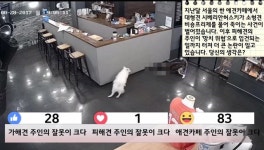  [TF라이브폴] 애견카페 반려견 죽음 사고 카페 주인 잘못이 크다!