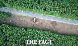 [TF사진관] 제주 비자림로 공사 중단했지만...이미 잘려나간 삼나무