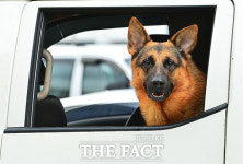 [TF사진관] 오늘은 견공이 주인공, 용허리 반려견 축제