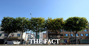 [TF포토기획] 사각형 옷 입은 가로수, 도심 속 색다른 볼거리