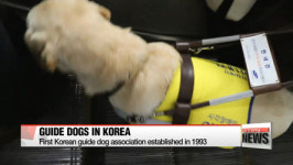 Guide Dogs in Korea: Public perception improves but challenges remain