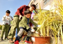 노원구, 도심 초교서 쌀 수확 체험