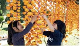 상주 청리초, 곶감 만들기 주렁주렁 체험